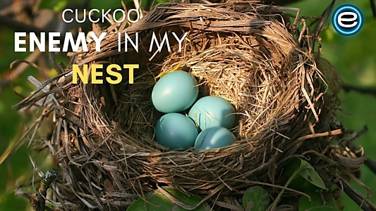 Cuckoo: The Enemy In My Nest