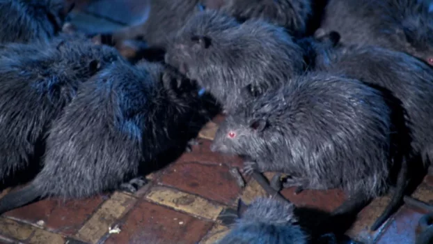 Watch Rats: Night of Terror Trailer