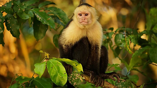 Nicobar Islands: A Monkey's Long Tale