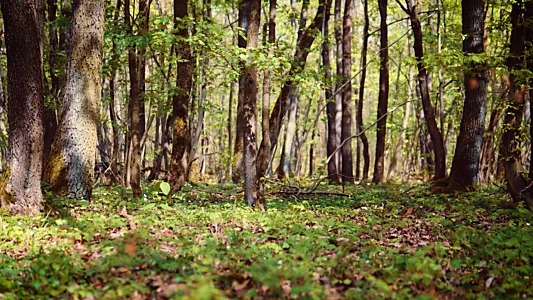 Weckruf der Natur