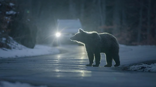 Backyard Bears of Transylvania