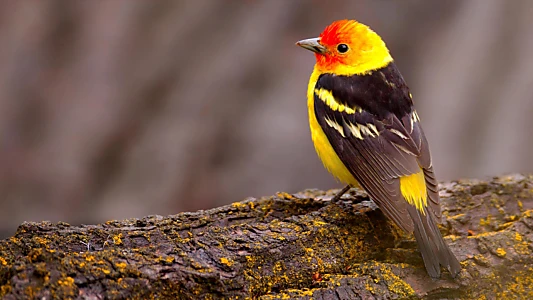 Watch The National Geographic Guide to Birding in North America Trailer