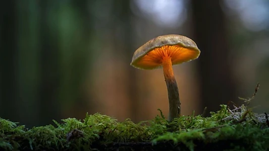 Le monde extraordinaire des champignons