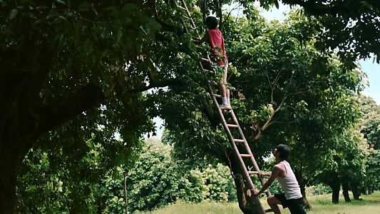 Secrets Happened on the Litchi Island