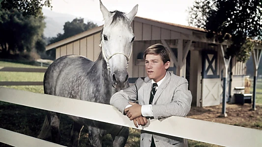 The Horse in the Gray Flannel Suit