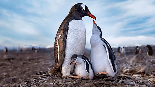 Secrets of the Penguins