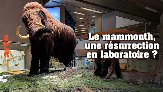 Le mammouth, une résurrection en laboratoire ?