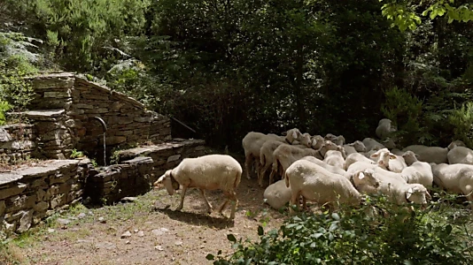 Watch Sonaggios Trailer
