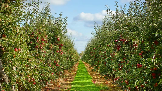 Watch The Apple Trailer