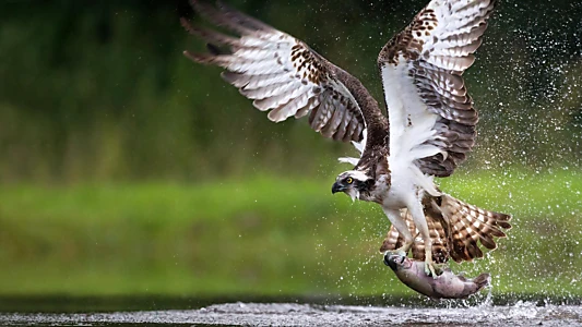 Osprey: Sea Raptor