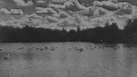 Watch The Geese on the Lake Trailer