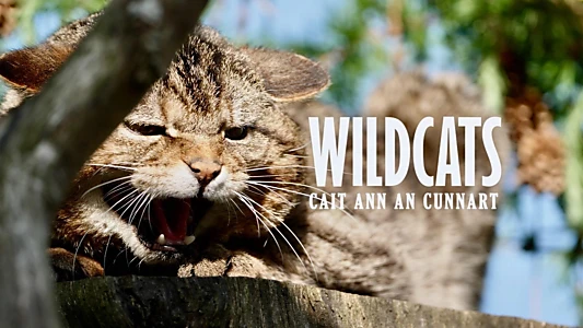 Wildcats: Cait ann an Cunnart