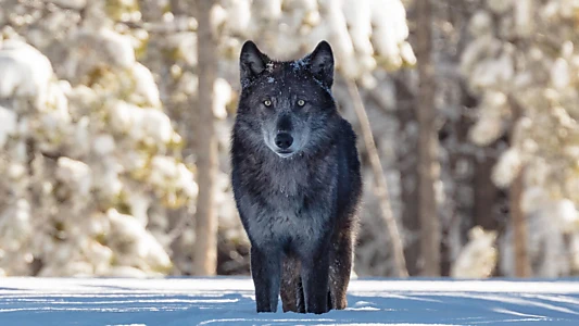 Une année parmi les loups