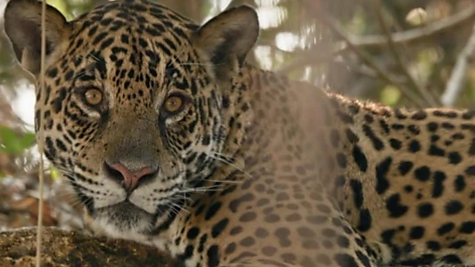 Au nom des jaguars