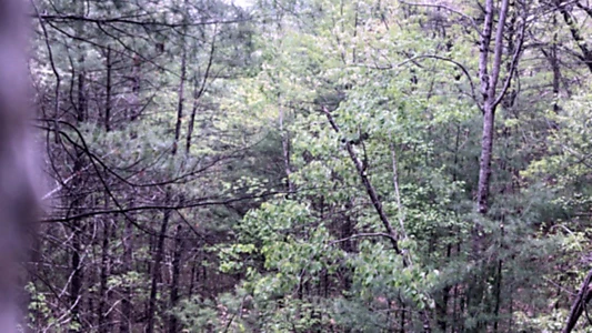 Watch Millstone Woods May 2018 Trailer