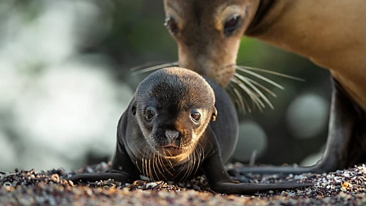 Watch Sea Lions of the Galapagos Trailer