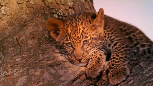 Watch The Leopard Son Trailer