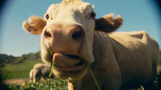 COWS ON CAM
