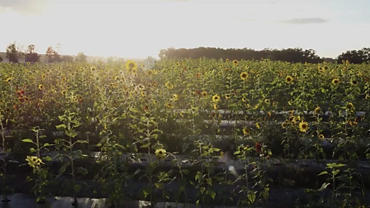 Watch Sunflower Trailer