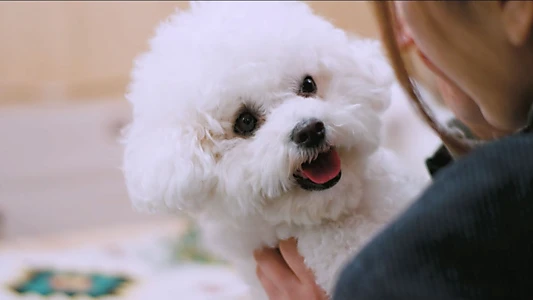 Watch Happy Happy Trailer