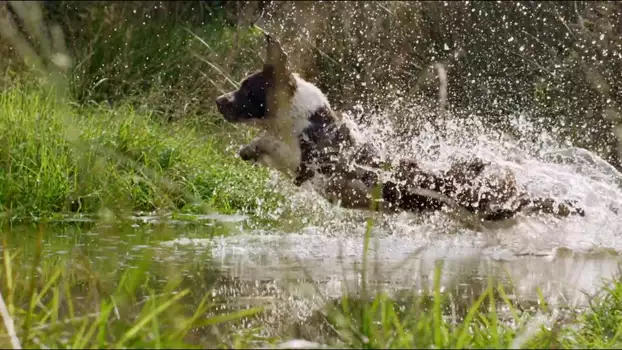 Watch The Secret Life of Dogs Trailer