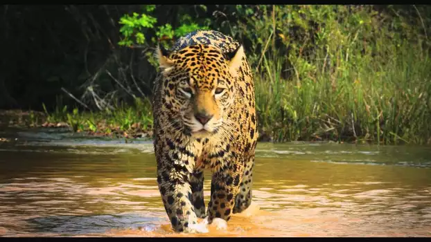 Watch Colombia: Wild Magic Trailer