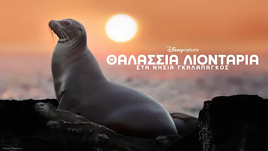 Sea Lions of the Galapagos