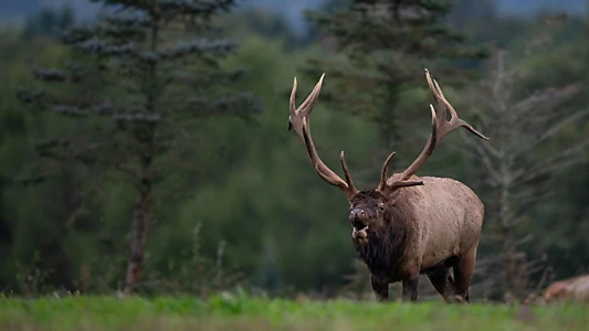 Watch Elk Country Trailer