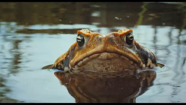 Watch Cane Toads: The Conquest Trailer
