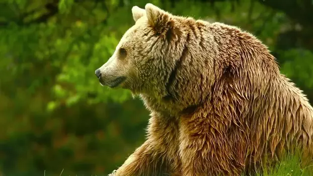 Unedited Footage of a Bear