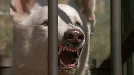 Watch White Dog Trailer
