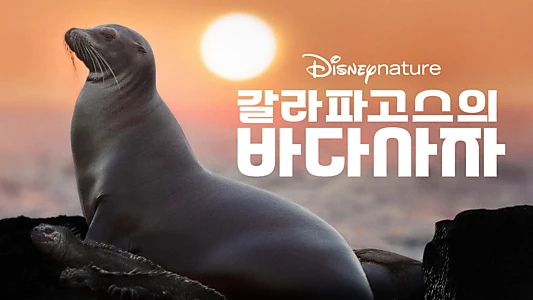 Sea Lions of the Galapagos