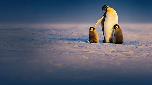 Secrets of the Penguins