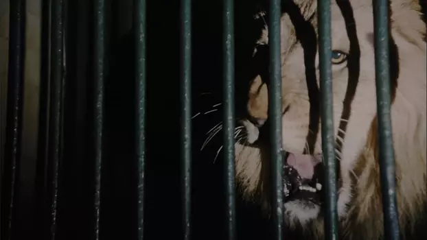 Watch Wild Beasts Trailer