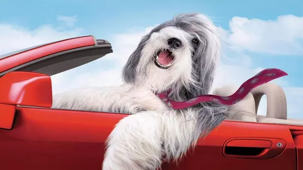 Watch The Shaggy Dog Trailer