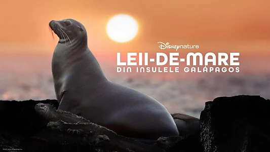 Sea Lions of the Galapagos