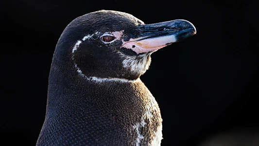 Secrets of the Penguins