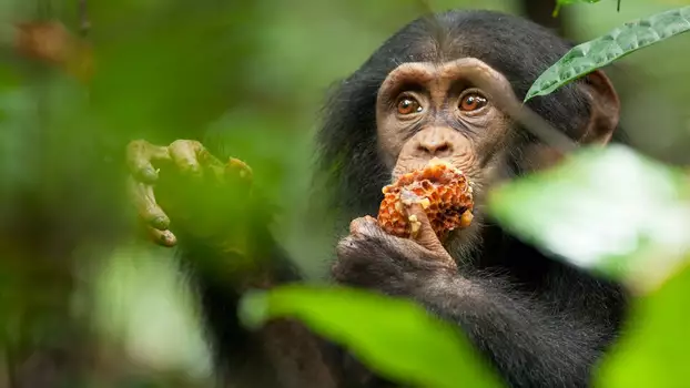 Watch Chimpanzee Trailer