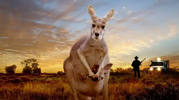 Watch Kangaroo: A Love-Hate Story Trailer
