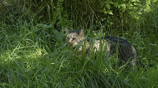 Tomcat