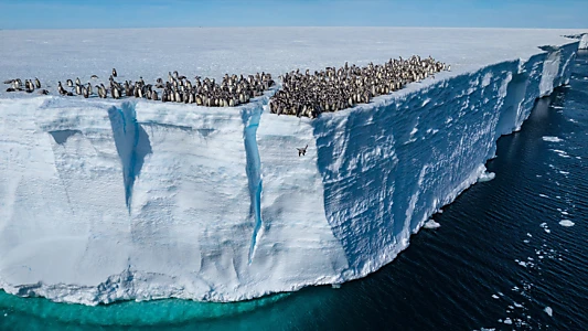 Secrets of the Penguins