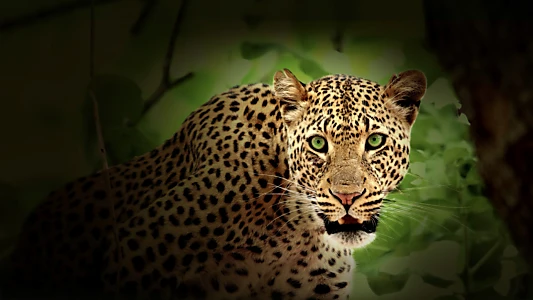 Watch Africa's Hunters Trailer