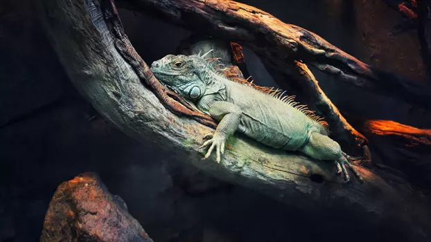 Watch 72 Dangerous Animals: Latin America Trailer