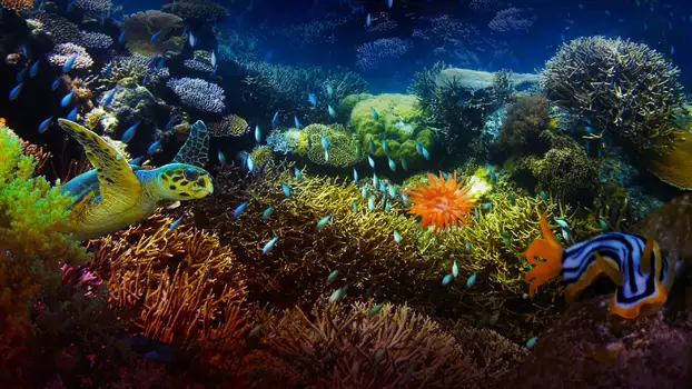 Watch The Last Reef: Cities Beneath the Sea Trailer