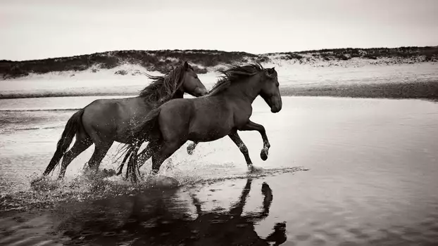 Stronghold of Resistance: Sable Island & Her Legendary Horses