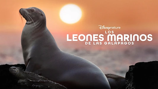 Sea Lions of the Galapagos