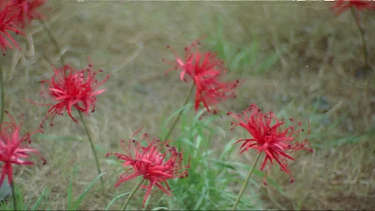 Dead Blossoms