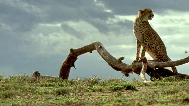 Watch Cheetah Trailer