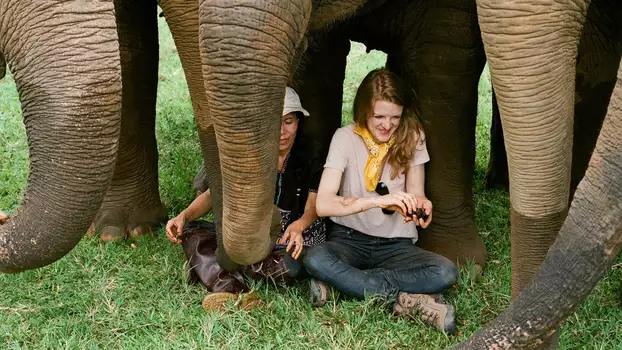 Watch Love & Bananas: An Elephant Story Trailer