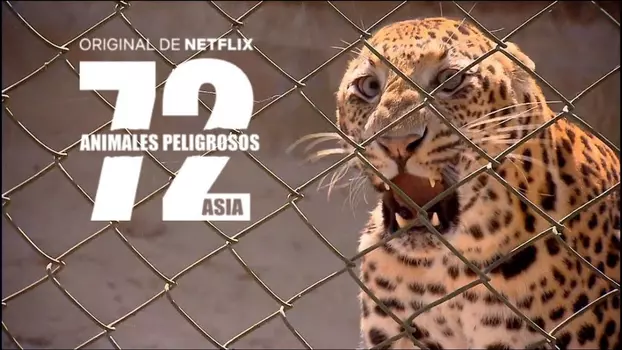 Watch 72 Dangerous Animals: Asia Trailer